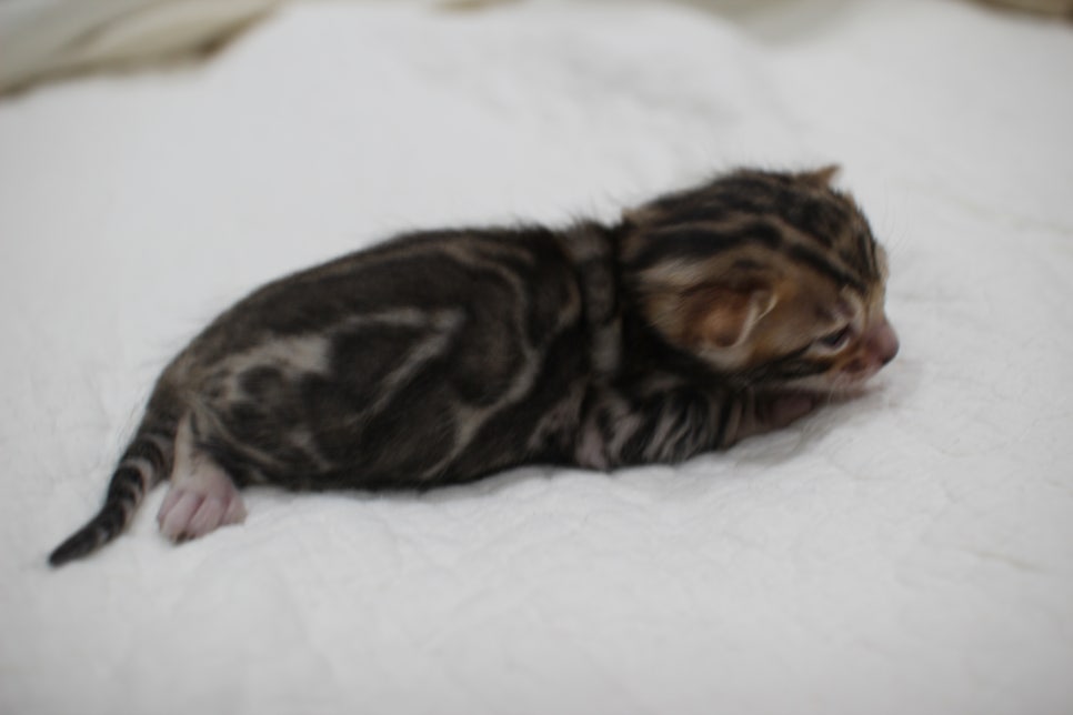 포동포동 건강히  잘 크고 있는 뱅갈고양이 남아예요~ 관련 이미지 4