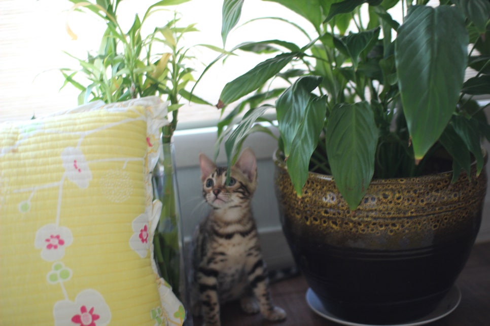 분양중인 브라운 뱅갈고양이 여아예요~ 관련 이미지 3