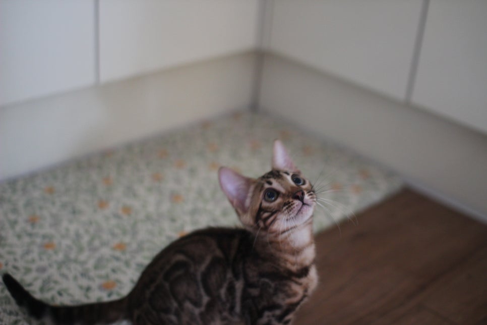 뱅갈고양이 강아지들 등장이요~~ 관련 이미지 12