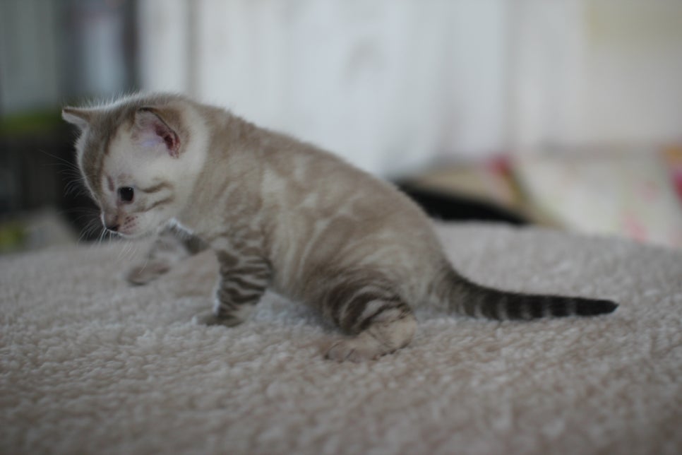 스노우 뱅갈고양이 꼬맹이 너무 이뻐요^^ 관련 이미지 15