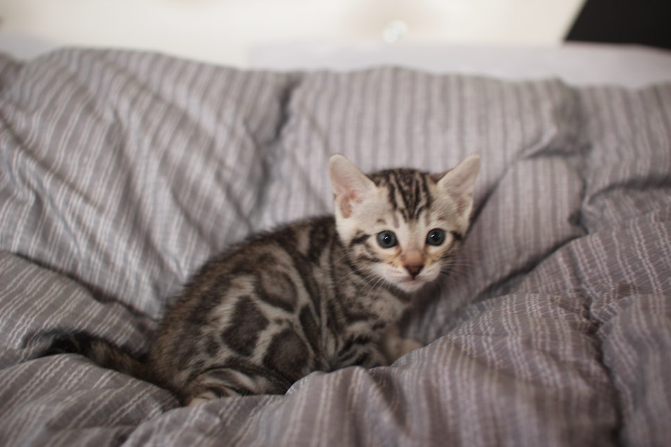 실버뱅갈고양이 여아 분양해요! 관련 이미지 5