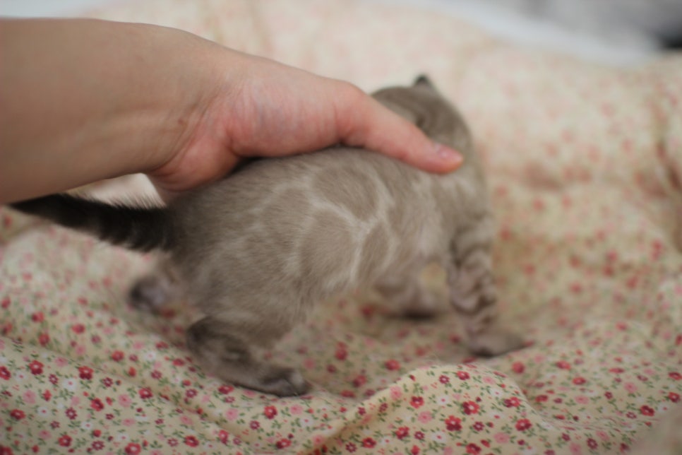 고퀄리티 스노우뱅갈고양이 아이들 분양합니다~ 관련 이미지 24