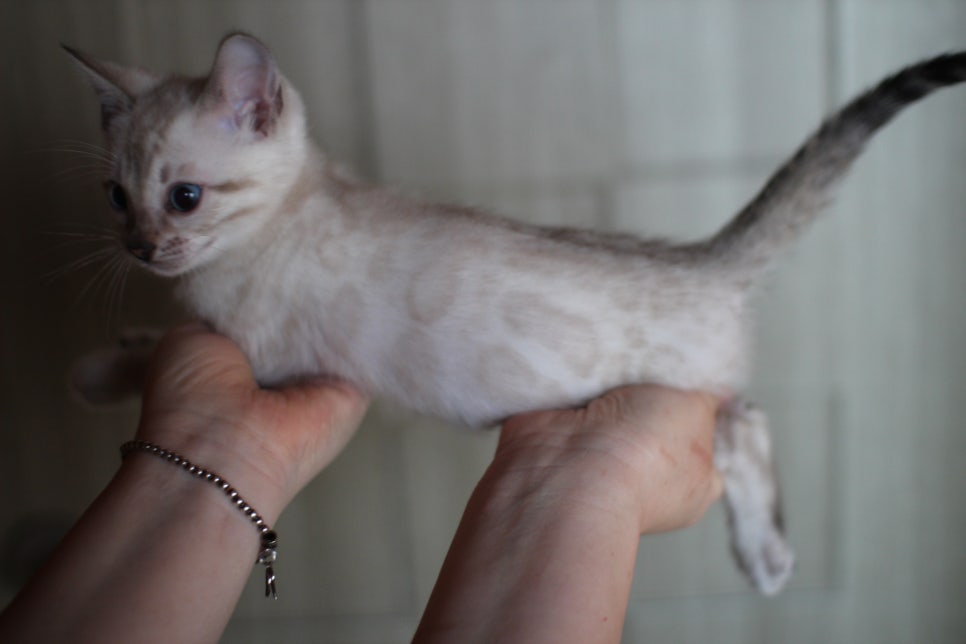 스노우뱅갈고양이 링스 남아 사진 입니다~ 관련 이미지 3