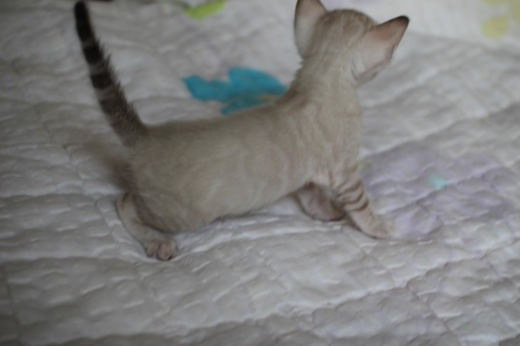 실링스 뱅갈고양이 커퍼 여아~~ 관련 이미지 6