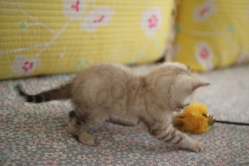 스노우뱅갈고양이 여아 분양해요~ 관련 이미지 11