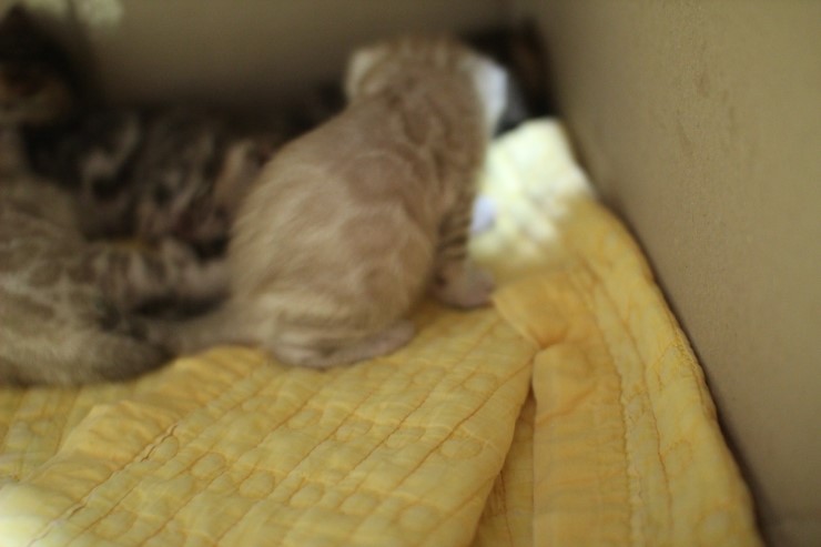 스노우 뱅갈고양이 밍크 키퍼 여아~ 관련 이미지 7