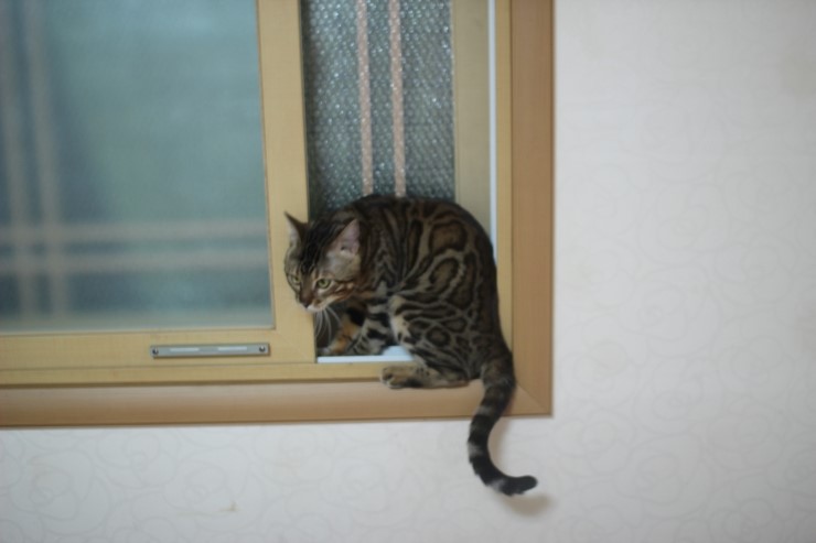 뱅갈고양이 장고 오랜만에 사진 올립니다~ 관련 이미지 2