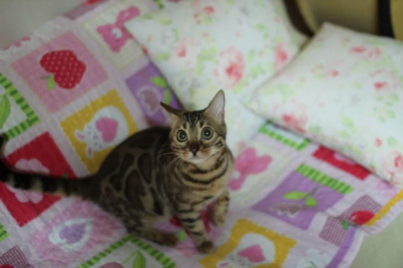 초미묘 브라운 뱅갈고양이 성묘 여아 분양해요~ 관련 이미지 2