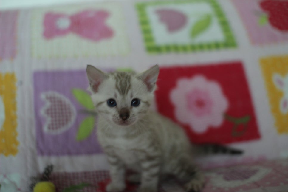 앙증,깜찍 스노우 뱅갈고양이 꼬맹이들~~ 관련 이미지 20