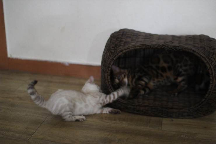 뱅갈고양이,뱅갈고양이 분양, 링컨이에 껌딱지 뱅갈고양이 초아~~~~ 관련 이미지 1