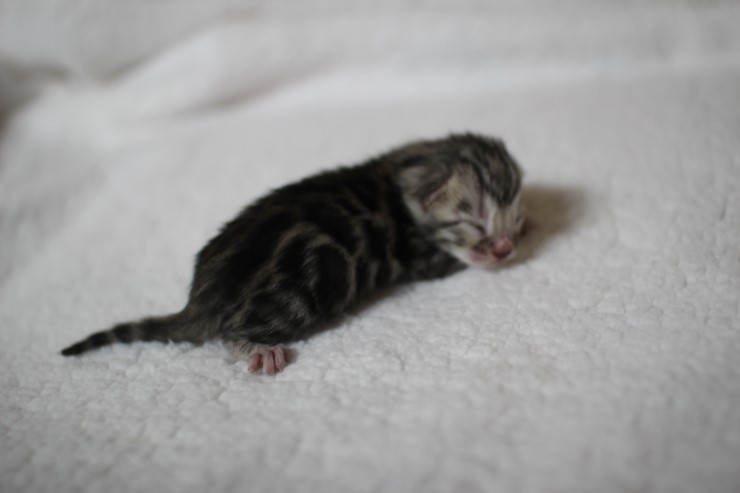 실버 뱅갈고양이 꼬물이 여아예요~ 관련 이미지 2