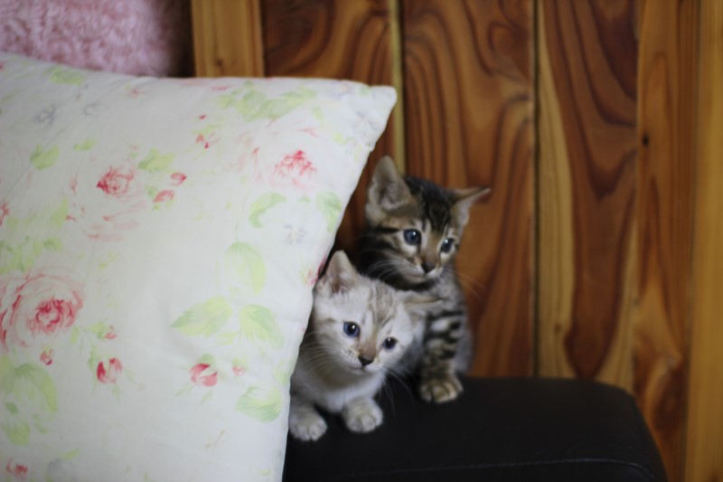 귀요미 뱅갈고양이 꼬꼬마들~ 관련 이미지 2