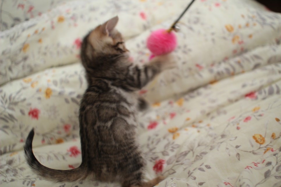 뱅갈고양이 개냥이를 찾으세요? 관련 이미지 16