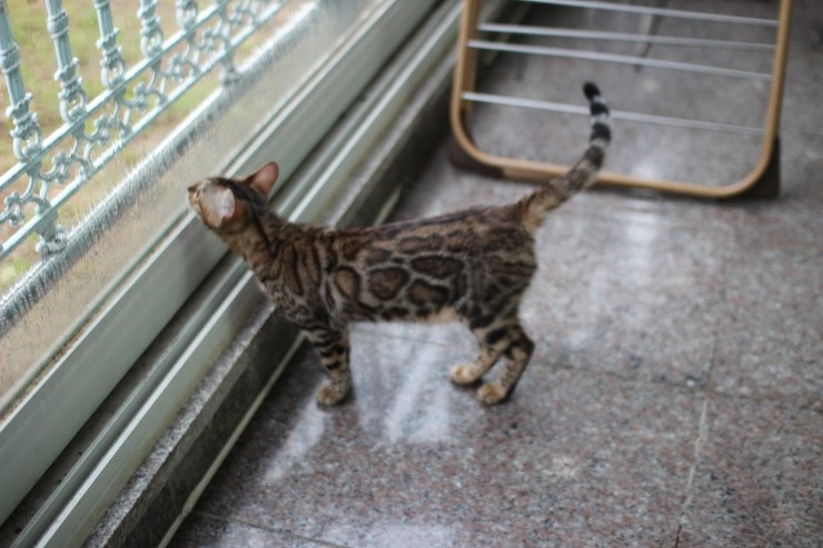 Soyu Lien 관련 이미지 10