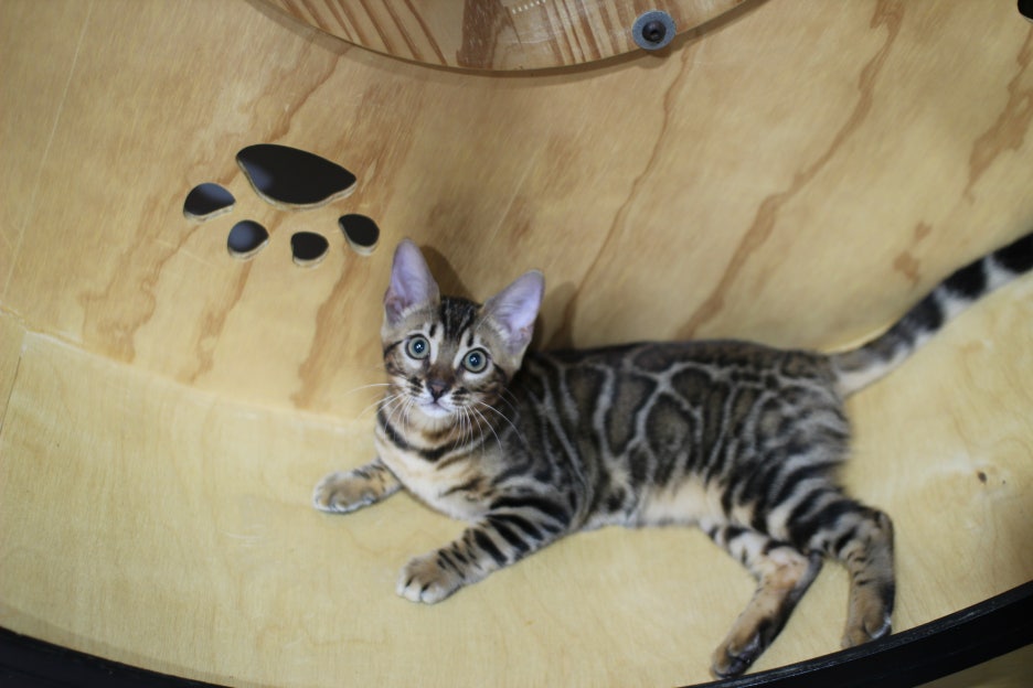 엄청난 개냥이 뱅갈고양이 여아 분양해요^^ 관련 이미지 6