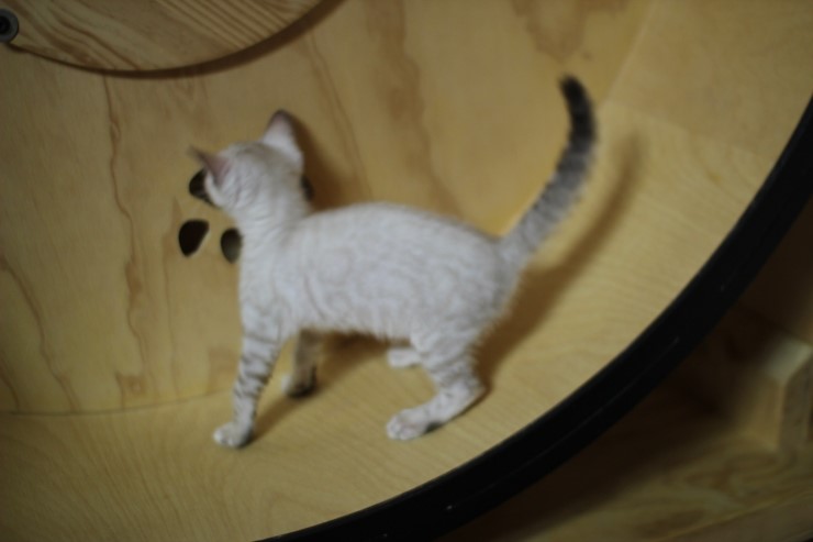 스노우 링스 뱅갈고양이 키퍼여아와 레모나예요~ 관련 이미지 13