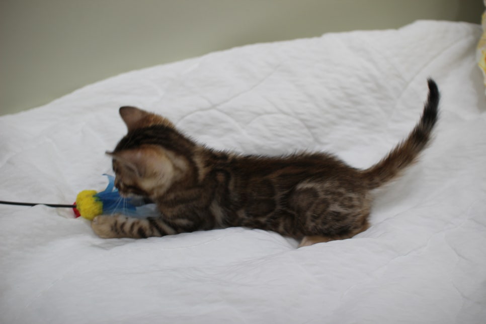 붉은빛 모색이 멋진 뱅갈고양이 남아4 분양해요~ 관련 이미지 9