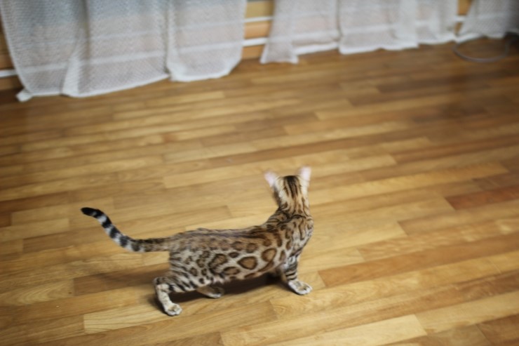 강아지 같은 성격에 뱅갈고양이 분양해요 관련 이미지 13