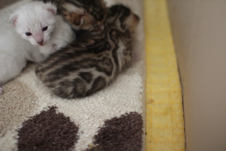 뱅갈고양이 꼬물이 무탈히 성장하고 있습니다~ 관련 이미지 4