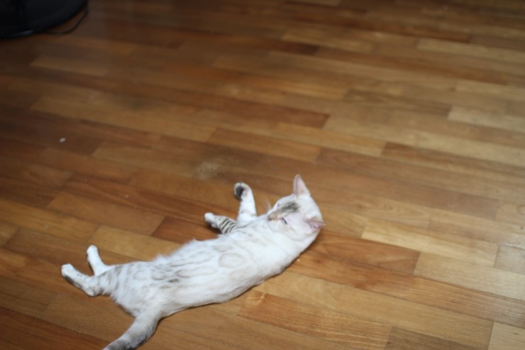 실링스 뱅갈고양이 키나예요~ 관련 이미지 2