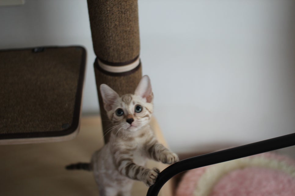 요정같이 생긴 실밍크뱅갈고양이 여아 분양해요~ 관련 이미지 1