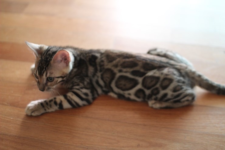 뱅갈고양이 남아 동글이 분양해요~^^ 관련 이미지 9