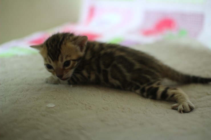 브라운 뱅갈고양이 꼬물이 걷기 시작했어요. 관련 이미지 7