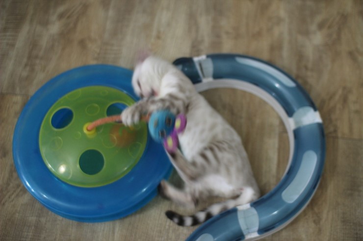 뱅갈고양이,스노우뱅갈고양이, 초아도 장난감에 푹 빠졌습니다~~~ 관련 이미지 2