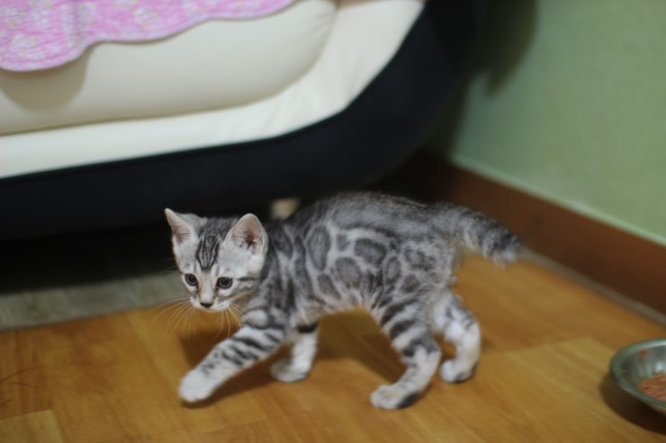 실버뱅갈고양이 로미~ 관련 이미지 9