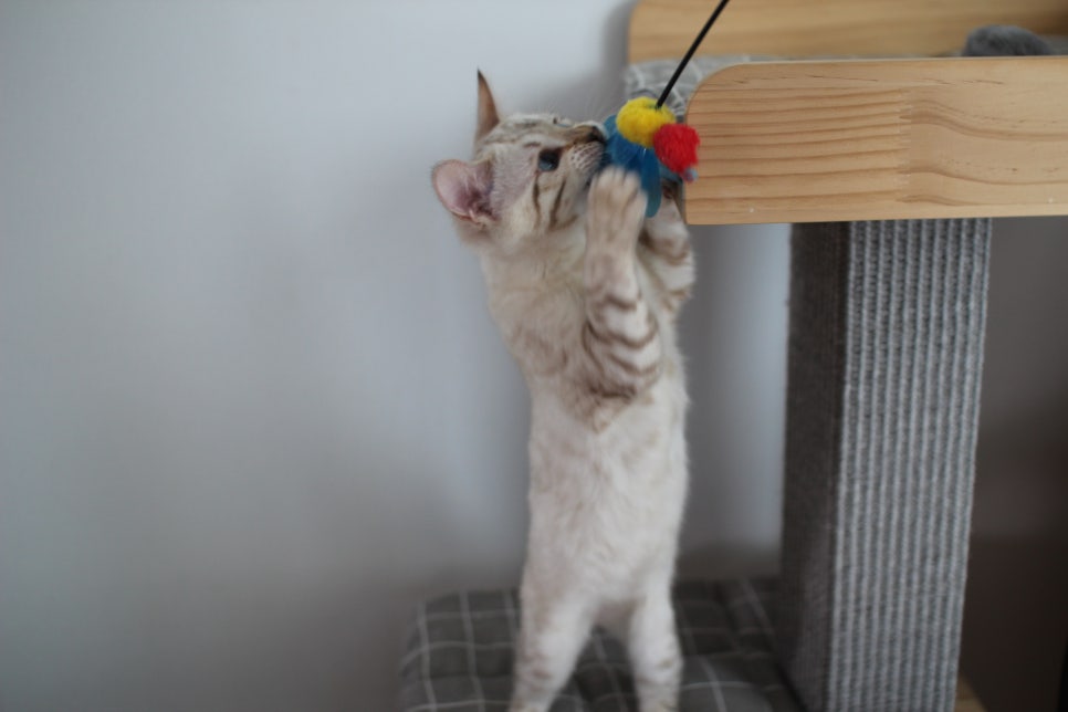 스노우뱅갈고양이 여아 분양해요~ 관련 이미지 5