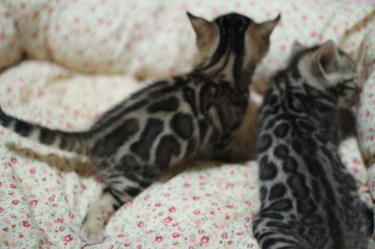 뱅갈고양이 분양 꼬맹이 자매예요~ 관련 이미지 9