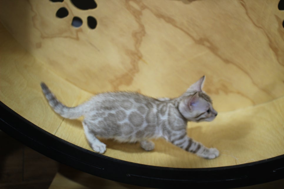 실밍크뱅갈고양이 여아 분양해요~ 관련 이미지 8