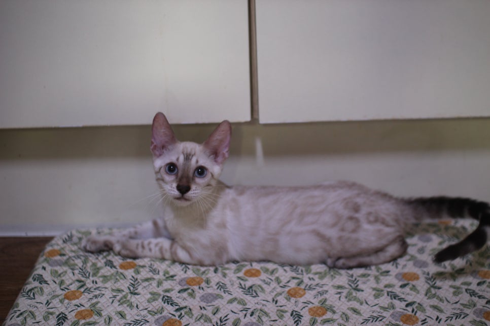 뱅갈고양이 강아지 같은 아이들 분양해요~ 관련 이미지 12