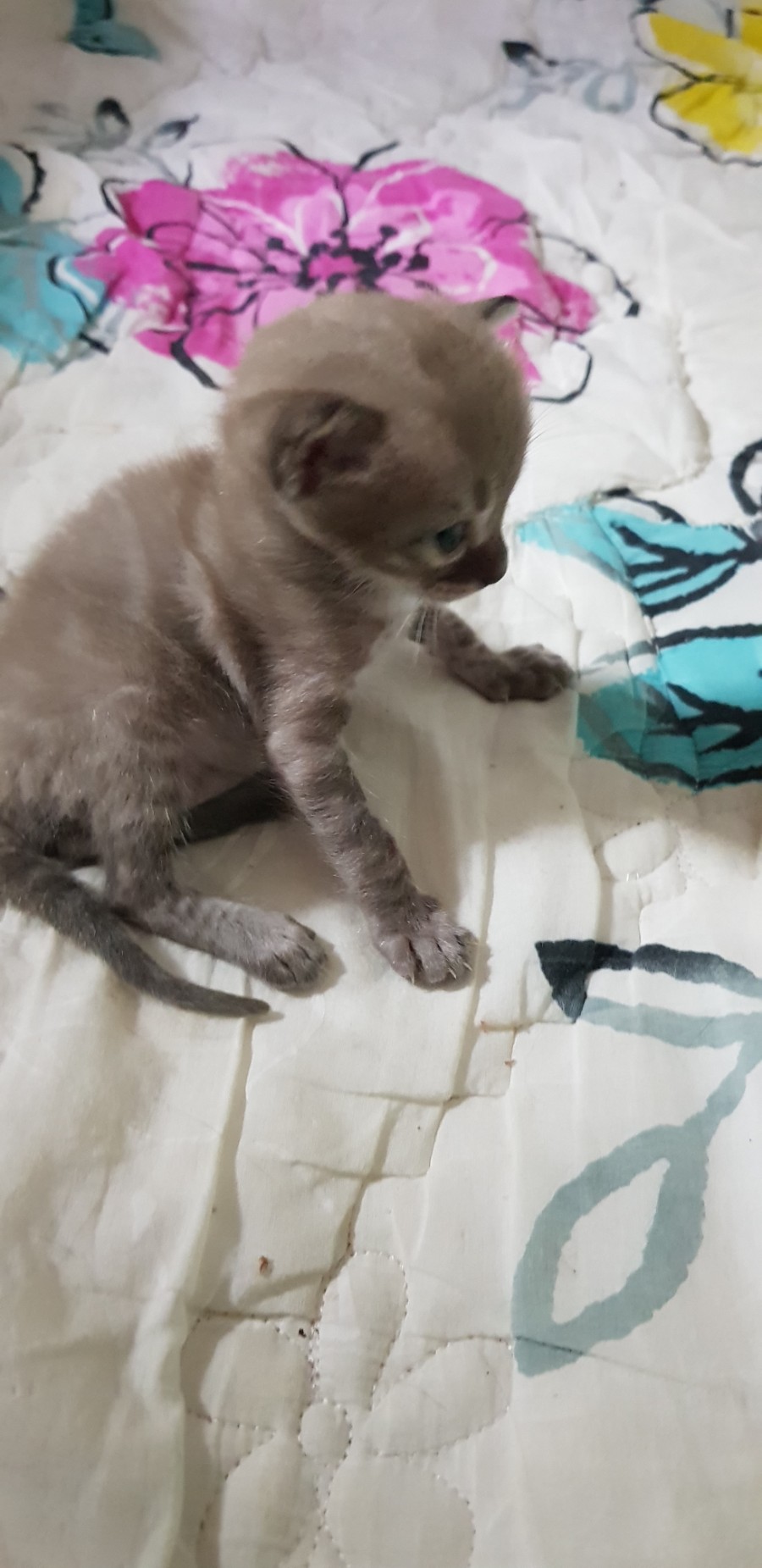 뱅갈고양이 인형 입니다 ㅎㅎ 관련 이미지 4