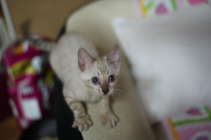 스노우 링스 뱅갈고양이 키퍼여아와 레모나예요~ 관련 이미지 9