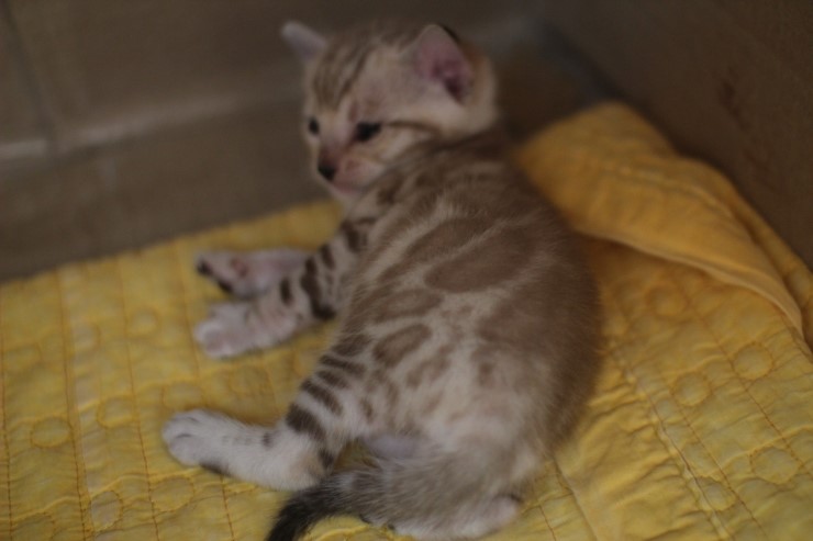 스노우 밍크 뱅갈고양이 남아예요. 관련 이미지 5