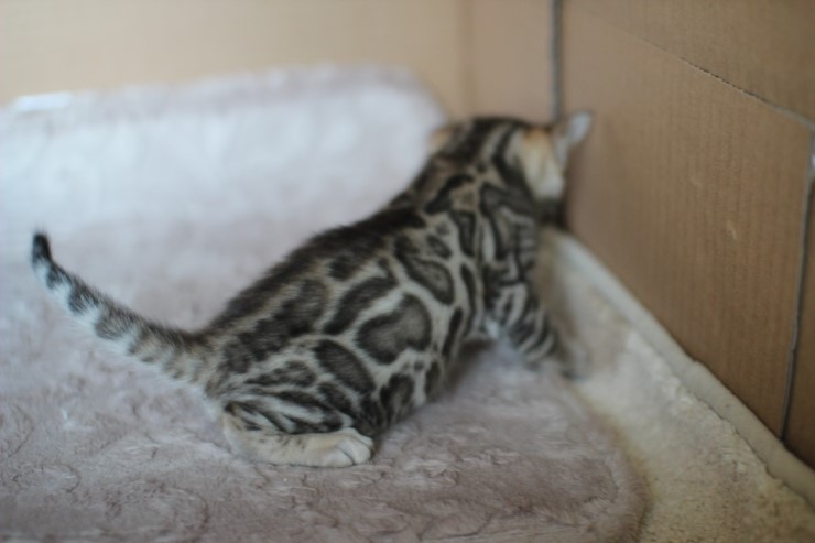 [뱅갈고양이 분양]소유캐터리에 레오 보시러 오세요~ 관련 이미지 11