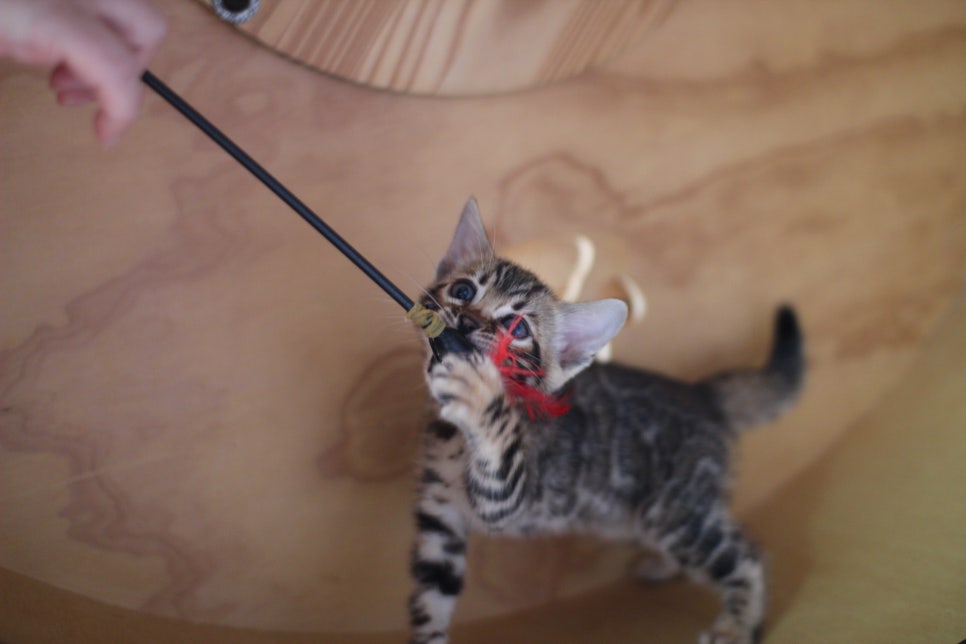 뱅갈고양이분양 무늬와 건강이 최고 관련 이미지 1