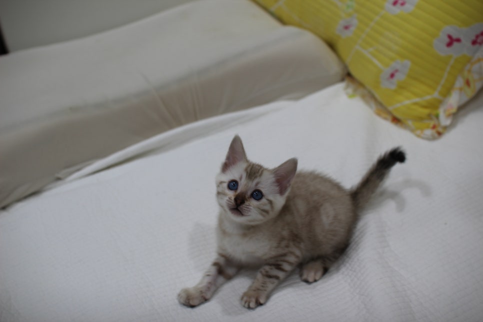 분양중인 스노우뱅갈고양이 여아에요~ 관련 이미지 1