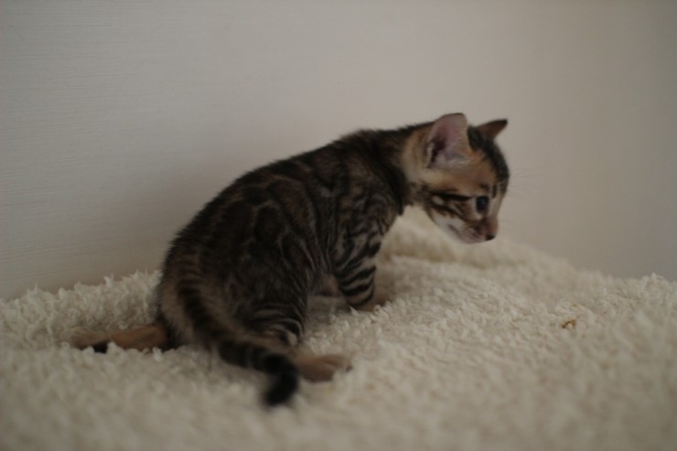 뱅갈고양이 꼬맹이 남아 ~~ 관련 이미지 1