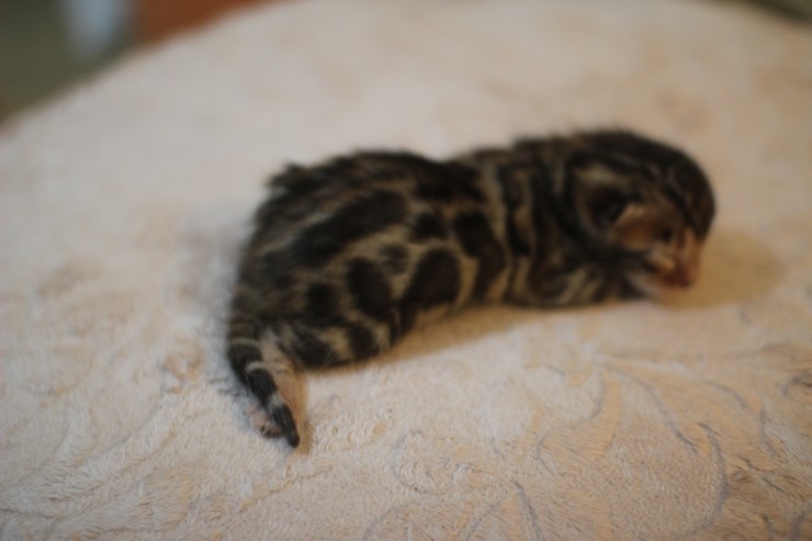 뱅갈고양이 꼬물이~ 관련 이미지 1