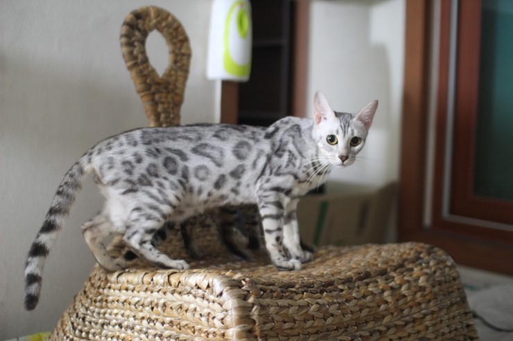 뱅갈고양이.저희집 뱅갈고양이들이예요^^ 관련 이미지 5