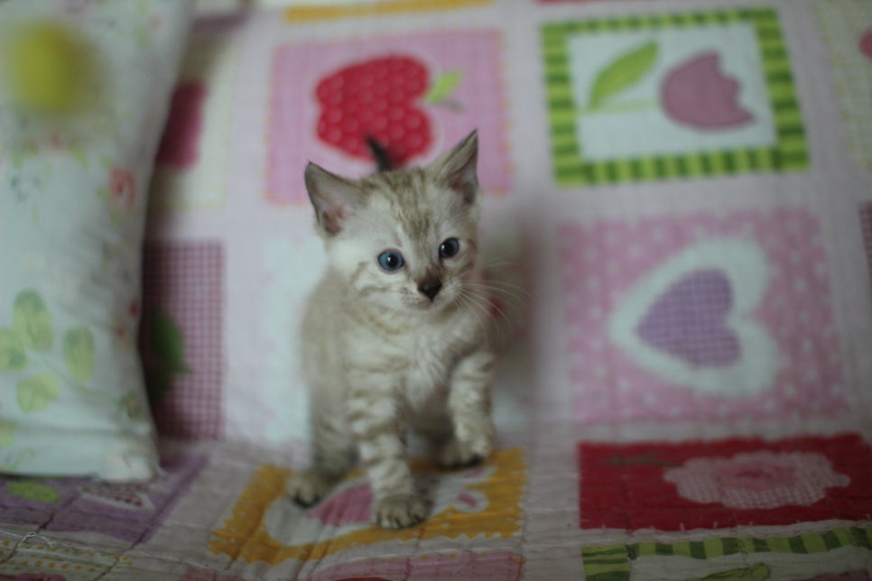 실밍크 뱅갈고양이 동글이예요. 관련 이미지 2