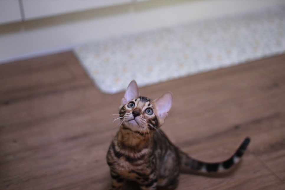 브라운 뱅갈고양이 개냥이 중에 개냥이 남아들 분양해요~ 관련 이미지 2