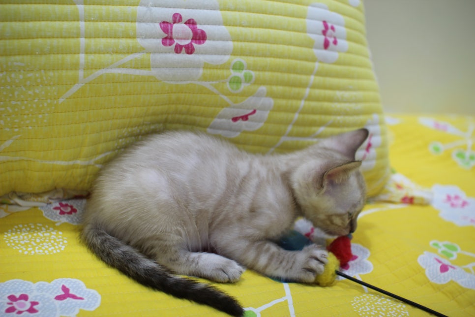 엄청난 순둥이 스노우뱅갈고양이 남아 분양해요~ 관련 이미지 16