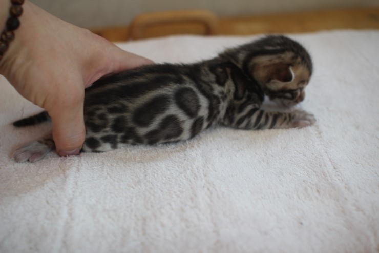 뱅갈고양이 꼬물이 4형제 성장모습~ 관련 이미지 5