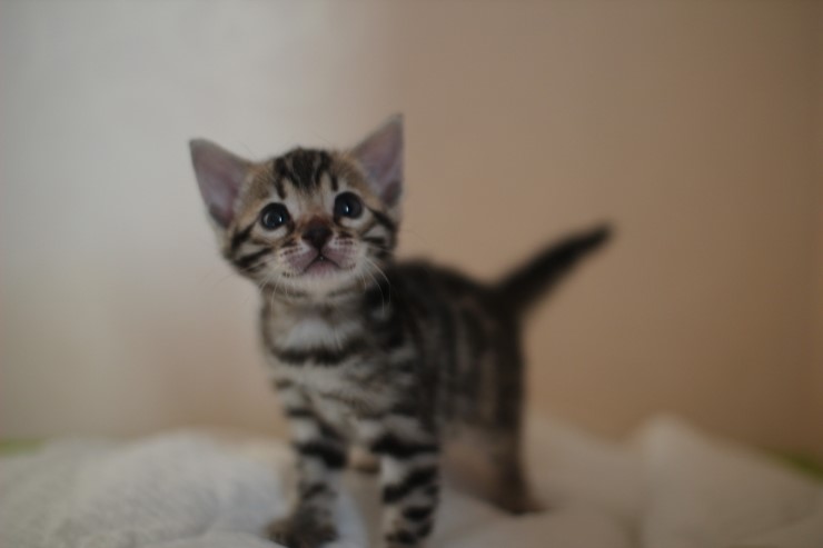 뱅갈고양이 분양 그냥 지나칠수 없을걸? 관련 이미지 2