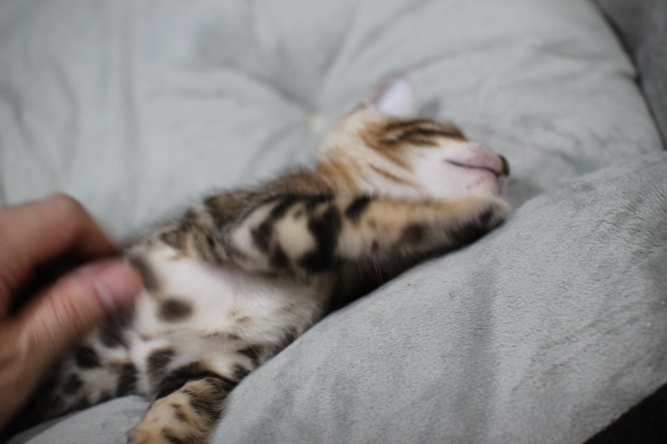 애교냥이 순둥이 분양해요~ 관련 이미지 7
