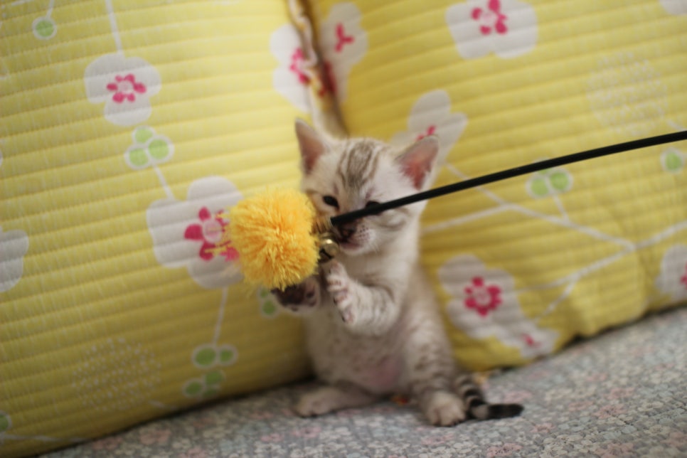 스노우뱅갈고양이 여아 분양해요~ 관련 이미지 7