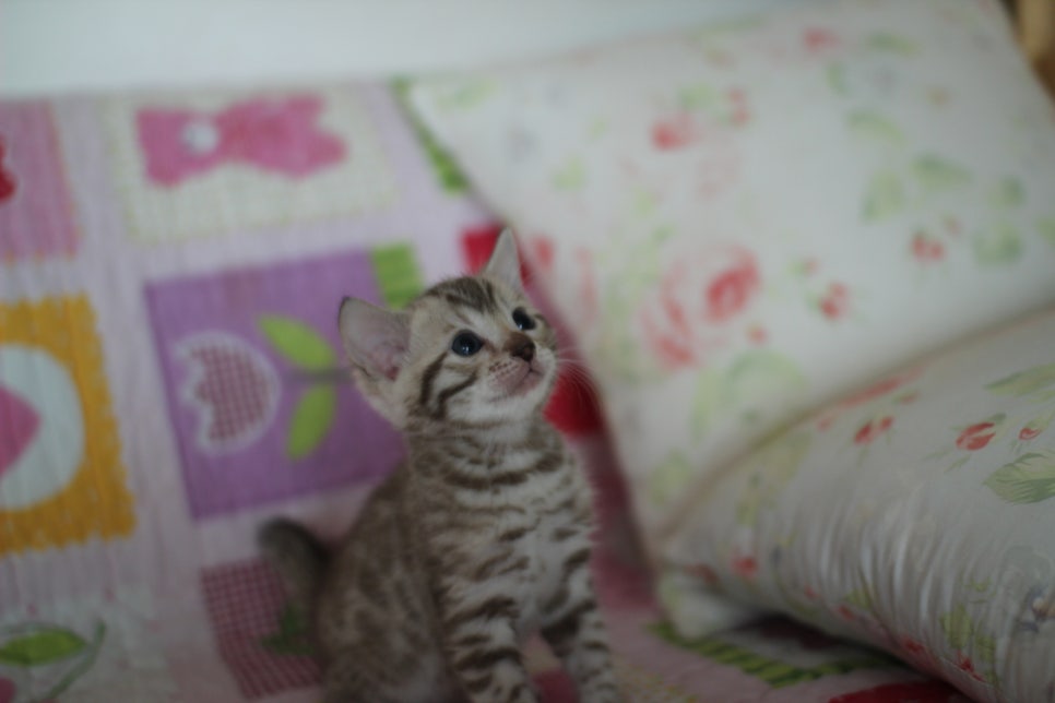 스노우뱅갈고양이 분양 오늘 빠져들어 볼까요? 관련 이미지 2